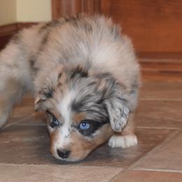 Australian Shepherd Puppies from Maggie Withers' Australian Shepherds