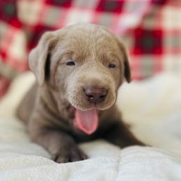 Labrador Retriever puppies from McKenzie Reign Labradors
