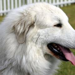 Great Pyrenees from Wyndhamhill Great Pyrenees