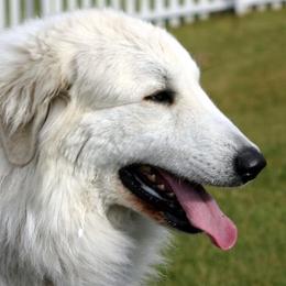 Great Pyrenees from Wyndhamhill Great Pyrenees