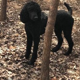 Labradoodles and Poodles from Painted Hollow Farms