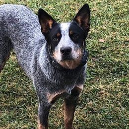 Australian Cattle Dogs from Richards Ranch