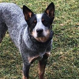Australian Cattle Dogs from Richards Ranch