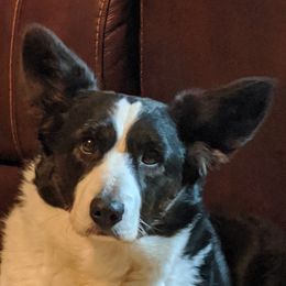 Maybelline - Cardigan Welsh Corgi
