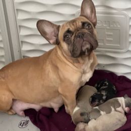 Godiva - French Bulldog
