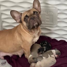 Godiva - French Bulldog