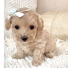 Charlotte - Apricot female Maltipoo puppy in Spring, Texas from GlamPaw Maltipoos