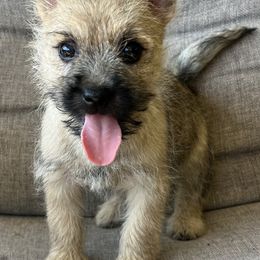Oakley - Cream female Cairn Terrier puppy in Pottersville, Missouri from Cairn Terriers of Heatherridge,LLC