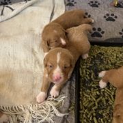 Nova Scotia Duck Tolling Retriever Puppies from Tallyho Tollers