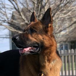 Klaus - German Shepherd