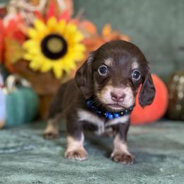 Jax - Chocolate and cream male Dachshund puppy in Lincoln, Arkansas from Red Dirt Dachshunds