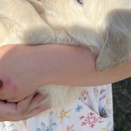 Golden Retriever Puppies from Walkers Goldens