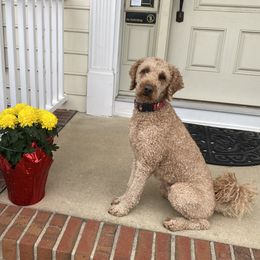 Copper - Goldendoodle
