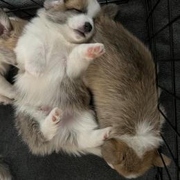 Companion Cross Puppies from Chilipoms