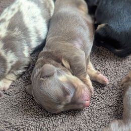 Willow - Wild boar female Dachshund puppy in Danbury, New Hampshire from Maplewood Mountain Farm