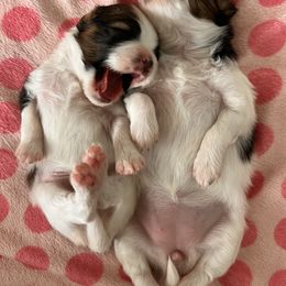 Papillon Puppies from Seven Pillars Papillon