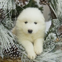 Samoyed Puppies from Desert Snow Samoyeds