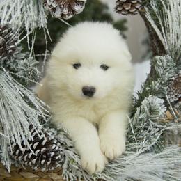 Samoyed Puppies from Desert Snow Samoyeds
