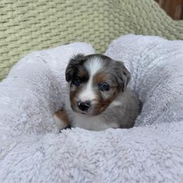 Peppermint - Blue merle female Miniature Australian Shepherd puppy in Murfreesboro, Tennessee from Skye’s Waggin’ Aussies
