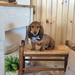 AKC Meet Jack :) - Sable male Dachshund puppy in Centerville, Iowa from Barnyard Dachshunds, Dals & Doodles