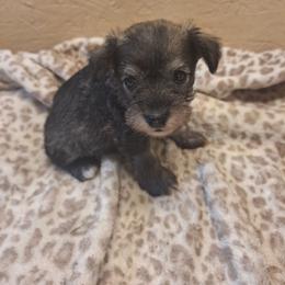 Benji - Salt and pepper male Miniature Schnauzer puppy in Warrenville, South Carolina from All Paws Pet Resort