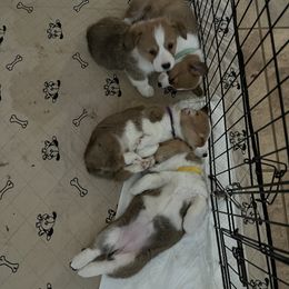 Pembroke Welsh Corgi Puppies from Wiggle Ranch Corgis