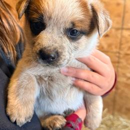 M2 - Red speckled male Australian Cattle Dog puppy in Ionia, Michigan from SB Heelers Cattle Dogs and Performance Horses