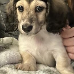 Hank - Cream male Dachshund puppy in Charleston, Illinois from Gooddach’s Dachshunds