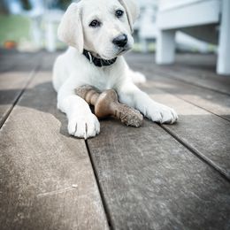 Labrador Retriever Puppies from Old Railroad Labs