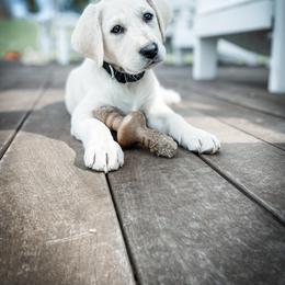 Labrador Retriever Puppies from Old Railroad Labs