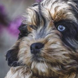 Cockapoos, German Shepherds, and Poodles from Cricket Hollow Canines