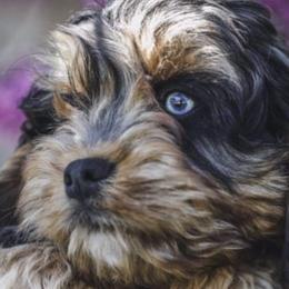Cockapoos, German Shepherds, and Poodles from Cricket Hollow Canines
