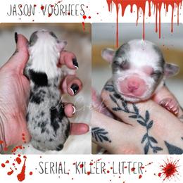 Jason - Blue merle and white male American Corgi puppy in Greenwood, Indiana from Witch Creek Corgis