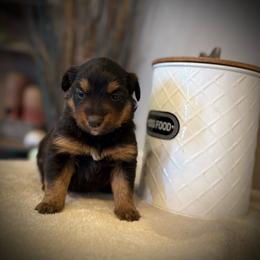 Tulip - Blue merle female Miniature Australian Shepherd puppy in North Lakeport, California from Wild Rose Ranch