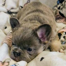 Lucien - Blue male French Bulldog puppy in Redlands, California from You Winnie Some (Winnie's Blues & Lilacs)
