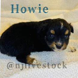 Howie - Black tri male Toy Australian Shepherd puppy in Gillette, Wyoming from Cockburn’s Toy and Mini Australian Shepherds