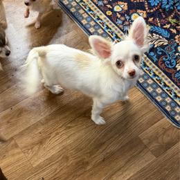 Happy - Cream and white female Chihuahua puppy in Palmyra, Indiana from Country Star Chihuahuas