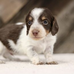Ziggy - Piebald male Dachshund puppy in Alto, Texas from Prima Dachshunds
