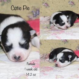 Cutie Pie - Black and white female Pomsky puppy in Denham Springs, Louisiana from Bayouland Pomskies