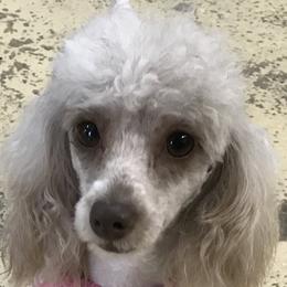 Choocher  - Poodle