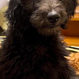 Winnie - Black female Goldendoodle puppy in Sarasota, Florida from Doodle Lovin
