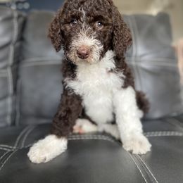 Aussiedoodle and Goldendoodle Puppies from Cuddly Doodles