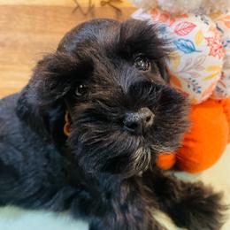 Black - Black male Miniature Schnauzer puppy in Malvern, Arkansas from Deep South Miniature Schnauzers