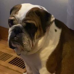 Bulldogs from Betty’s Bullies