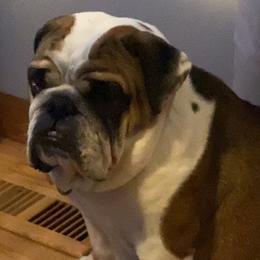 Bulldogs from Betty’s Bullies