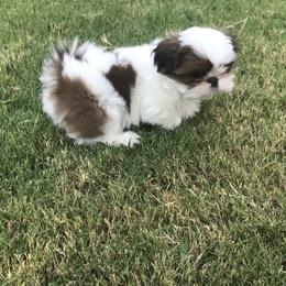 Shih Tzu Puppies from Willow Lane Shih Tzus