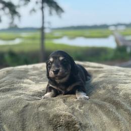 Cooper - Black and cream male Dachshund puppy in Woodbine, Georgia from Coastal Bluff Pups