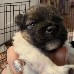 Pomeranian Puppies from Healing Grace pups