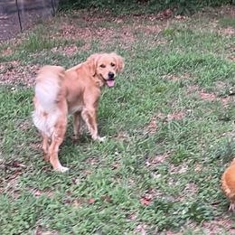 Goldendoodles from Freshly Minted Goldendoodles