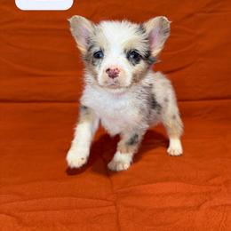 Garth - Blue merle and white male American Corgi puppy in Midland, Texas from Desert Darlin’ Corgis